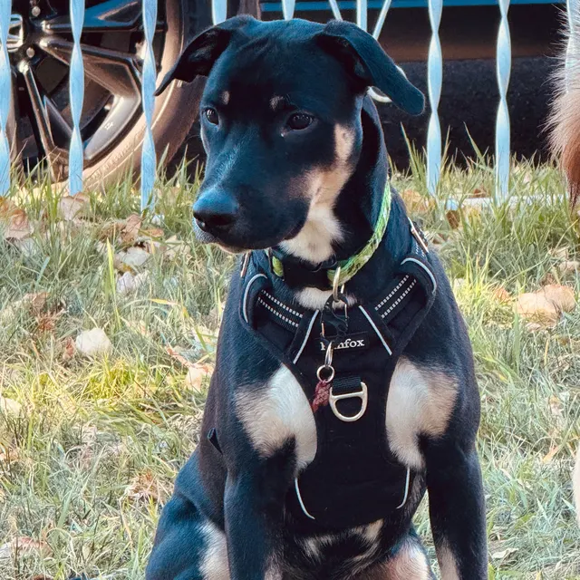 Wayne, Rushabh N.’s foster dog